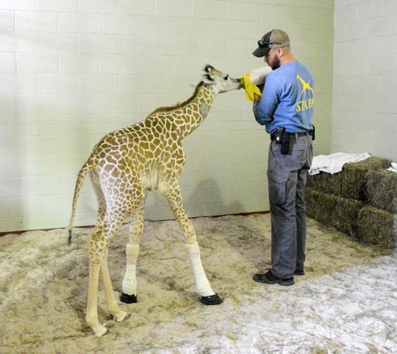 Cheyenne Mountain Zoo’s newest giraffe fitted with casts to ease muscle tear