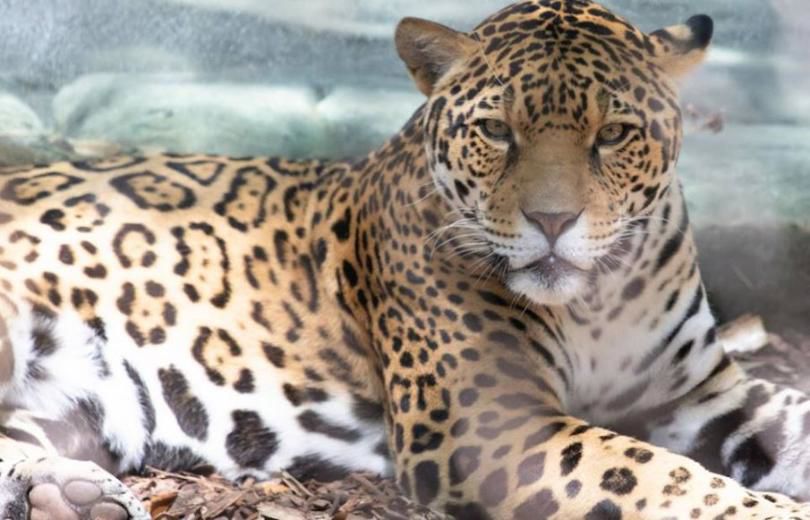Jaguar escapes New Orleans zoo and moves from one enclosure to next, killing trapped animals