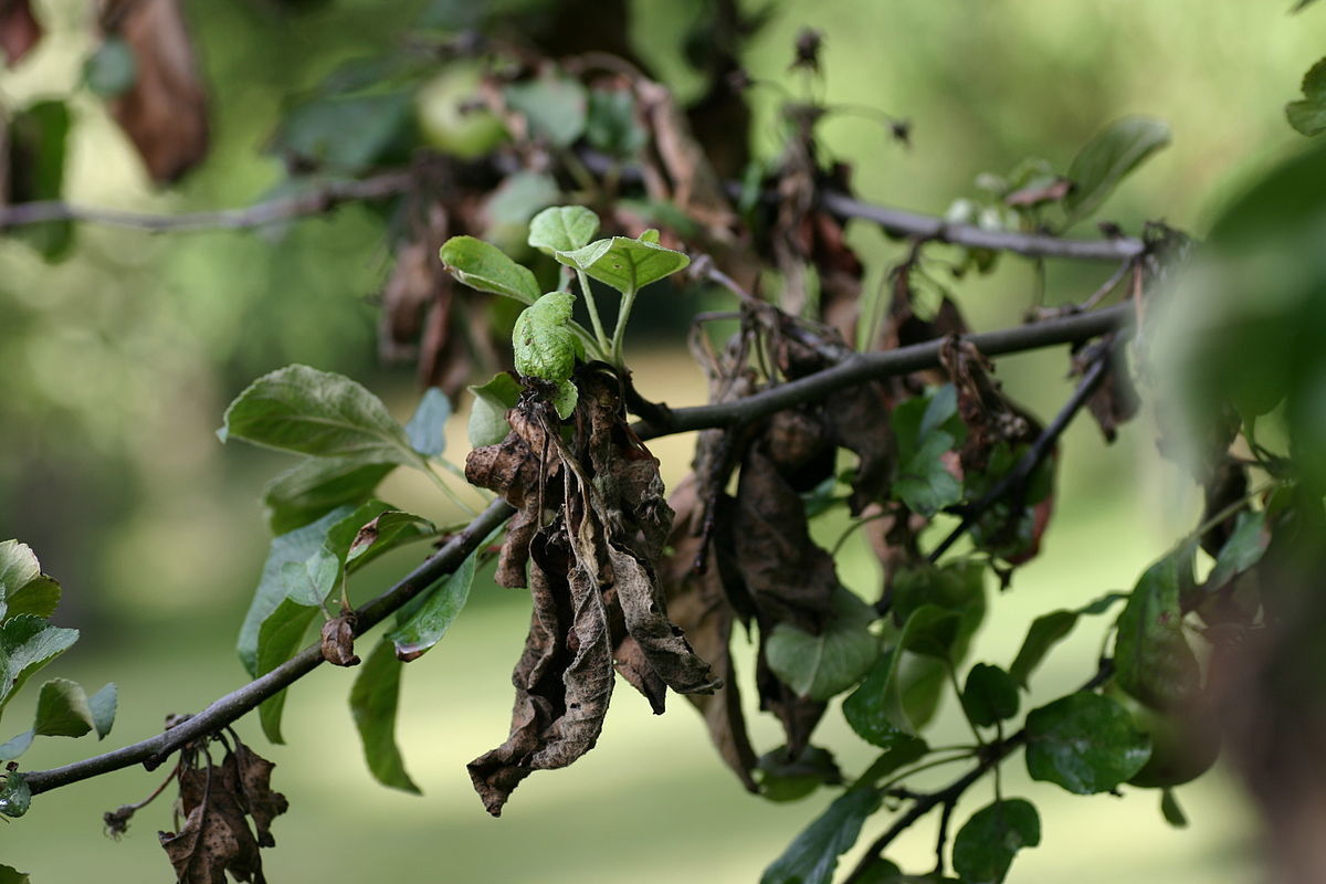 Year-round gardening: Fire blight showing up in spring blooming trees