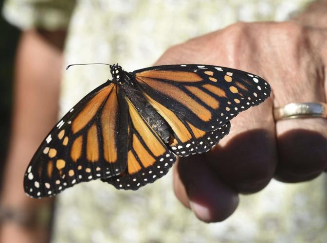 Trump aims to end automatic protections for some species