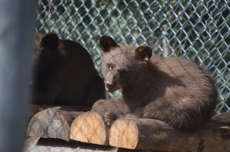 Bear cub burned in 416 fire recovering, slated for return to the wild in January
