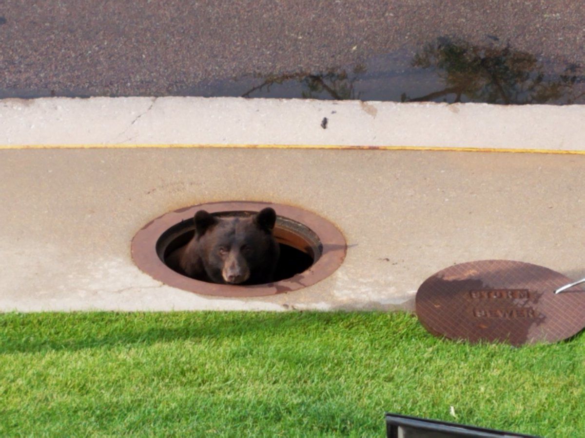Bear hiding in storm sewer in Colorado Springs runs off after checking if the coast is clear