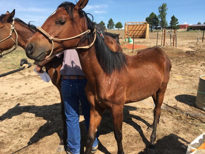 11 neglected, underfed horses seized from El Paso County property after complaints