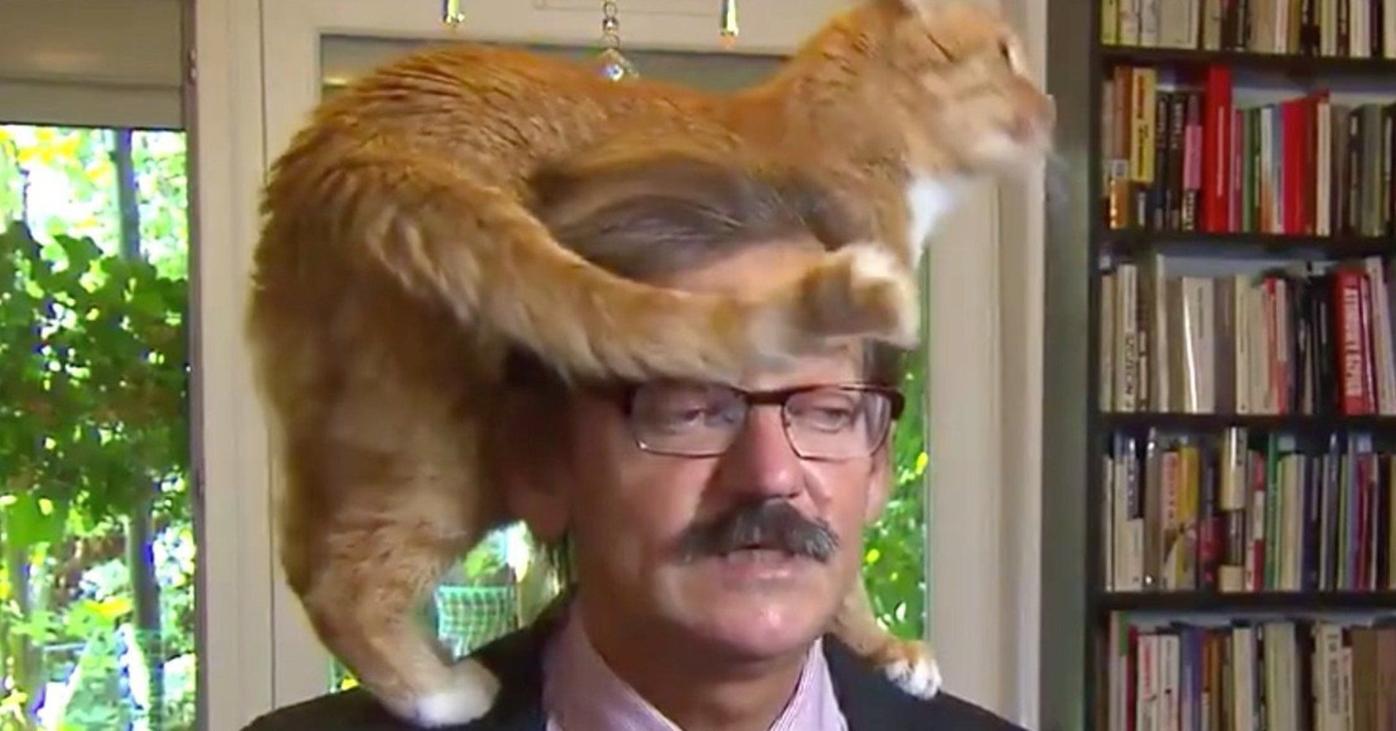 A professor was giving a TV interview about Polish politics. His cat didn’t care.