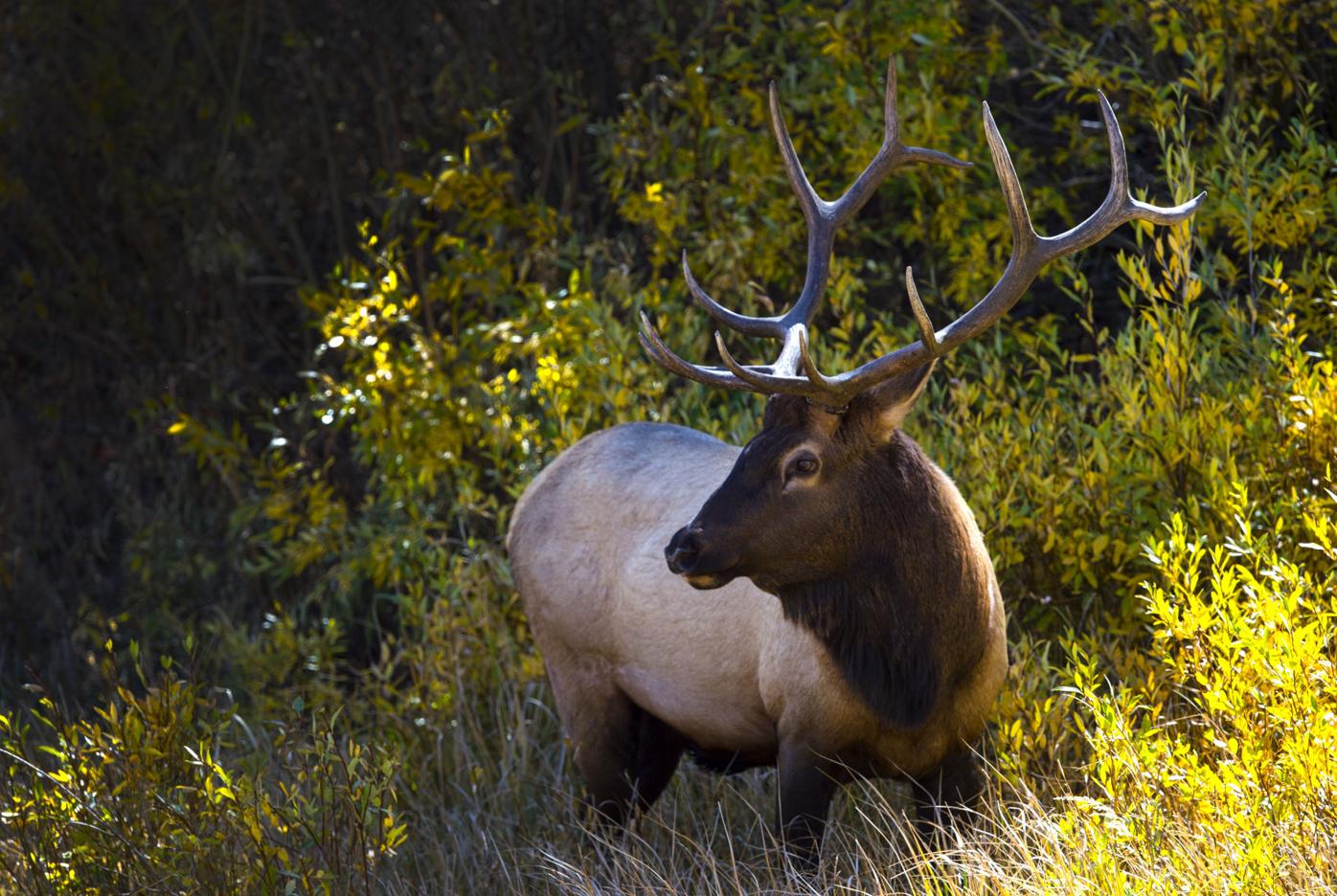 Two bull elk poached in Rocky Mountain National Park