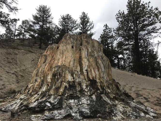 Happy Trails: A step back in time on the Petrified Forest loop west of Colorado Springs