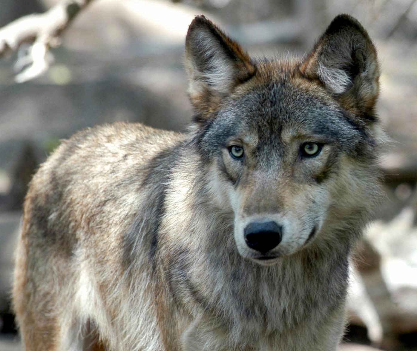 Wolves allegedly spotted roaming in two Colorado counties
