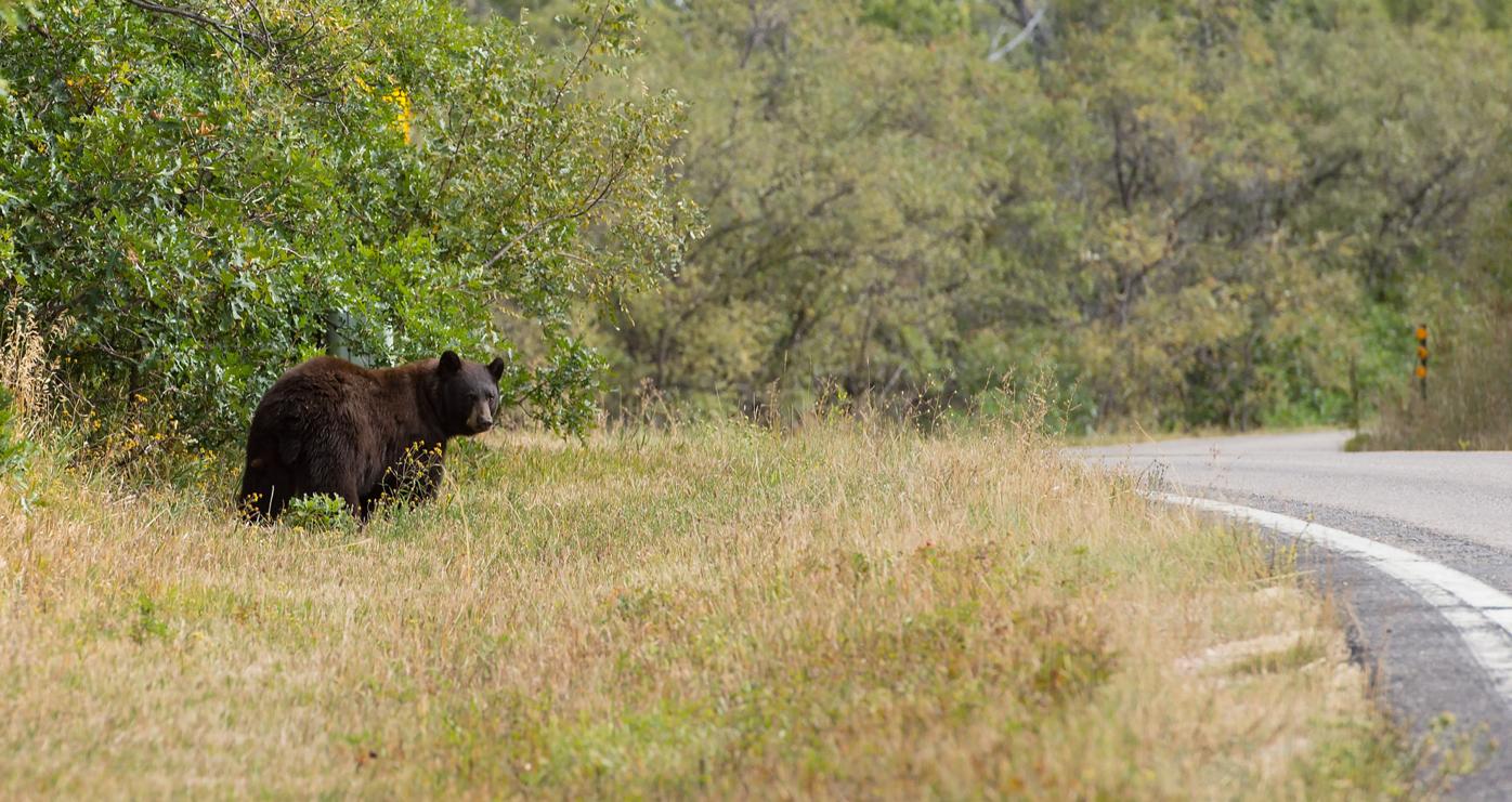 Bear that attacked restaurant manager in downtown Aspen euthanized