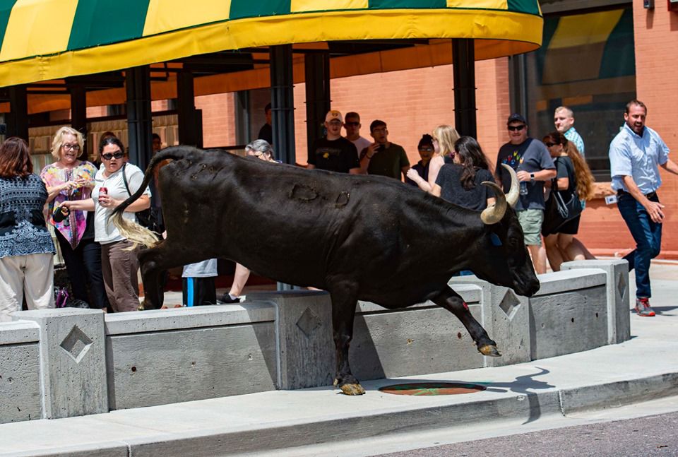 WATCH: Longhorn escapes cattle drive in downtown Colorado Springs