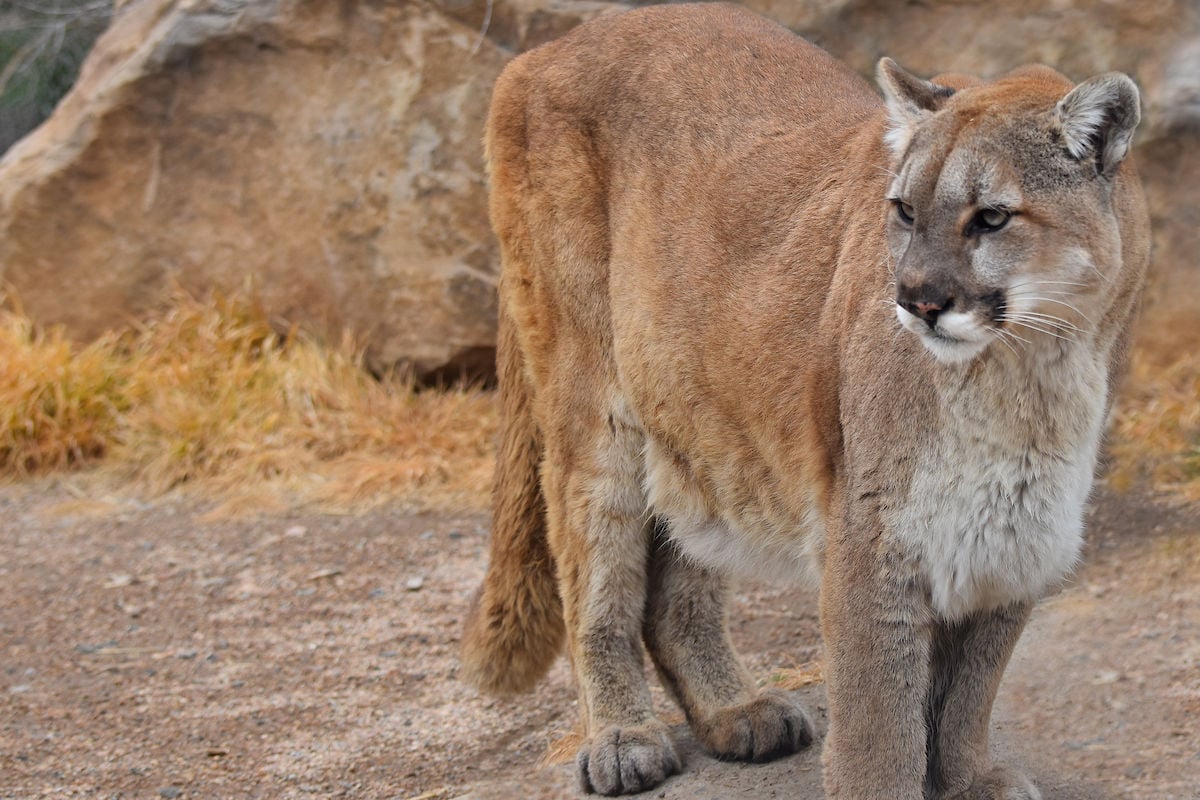 Mountain lion euthanized after killing 3 domesticated goats in Colorado