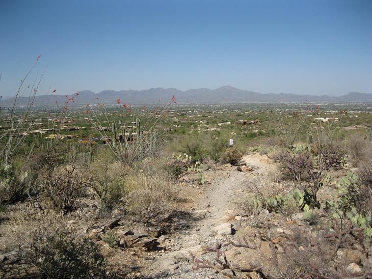 3 mountain lions killed after feeding on human remains