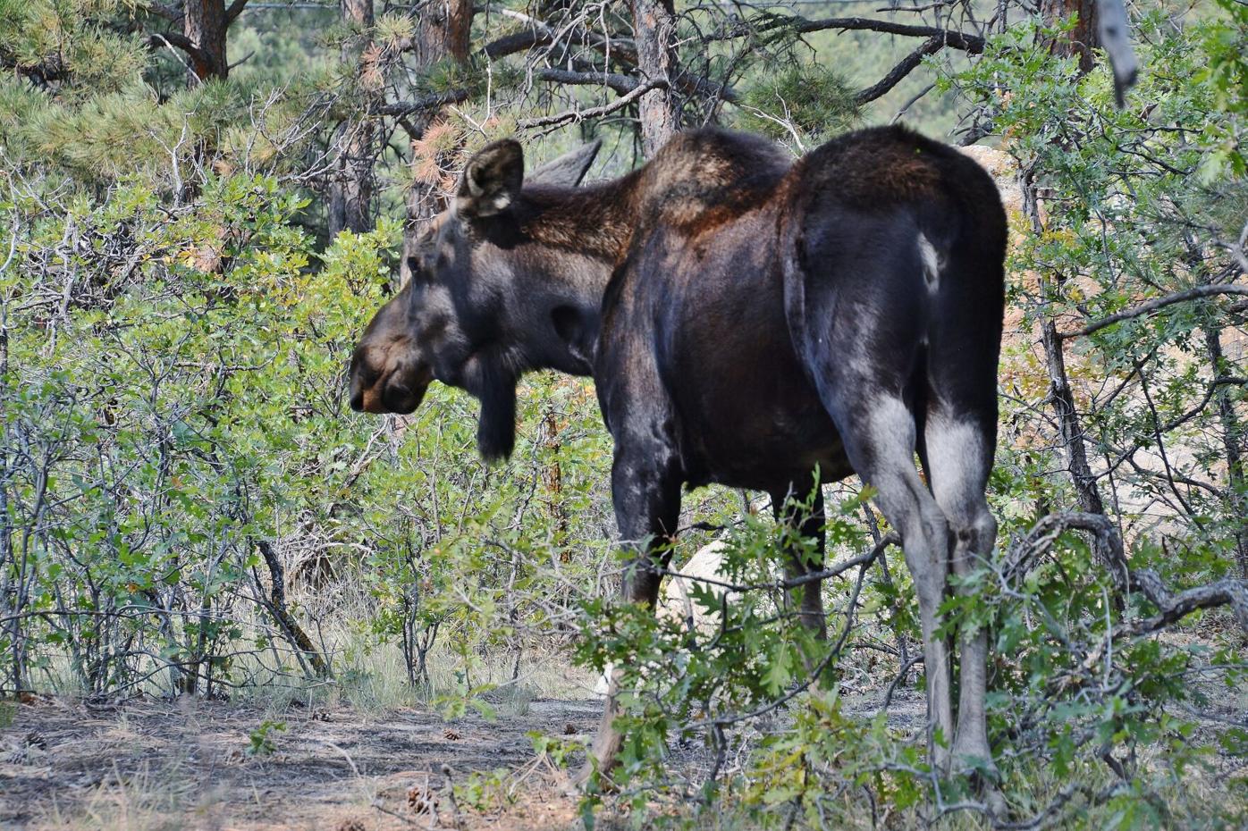 Reward offered after moose poached in Colorado