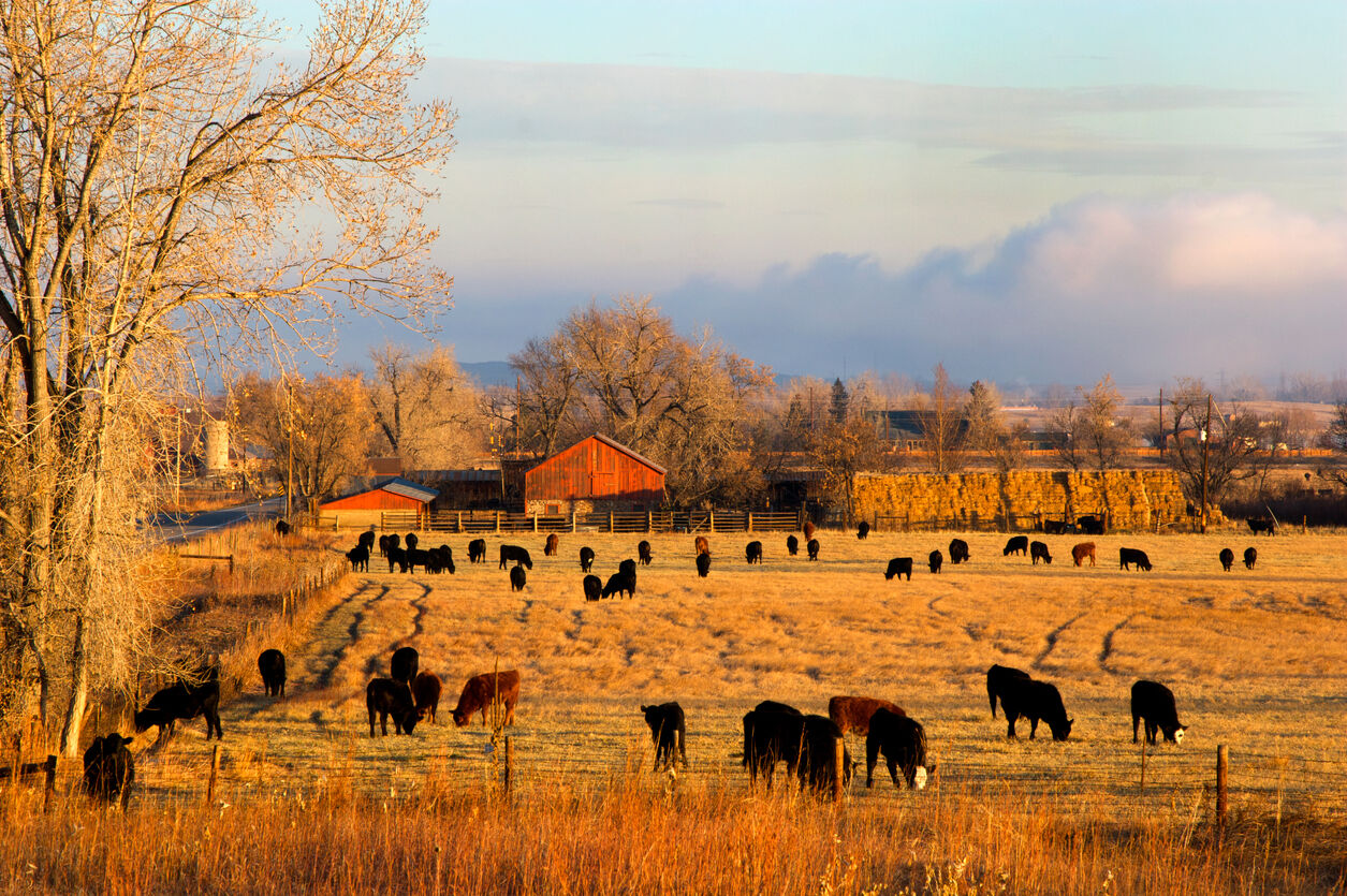Dozens of cows found dead near Schriever Air Force Base