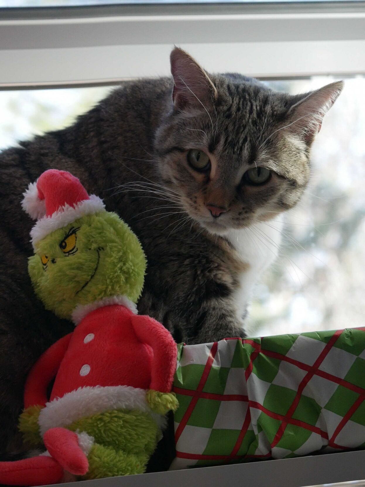 Partnership with No Kill Colorado enables Wild Blue Cats to waive adoption fees for older felines during holidays