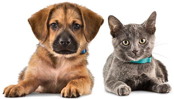 Colorado Springs area pet organizations