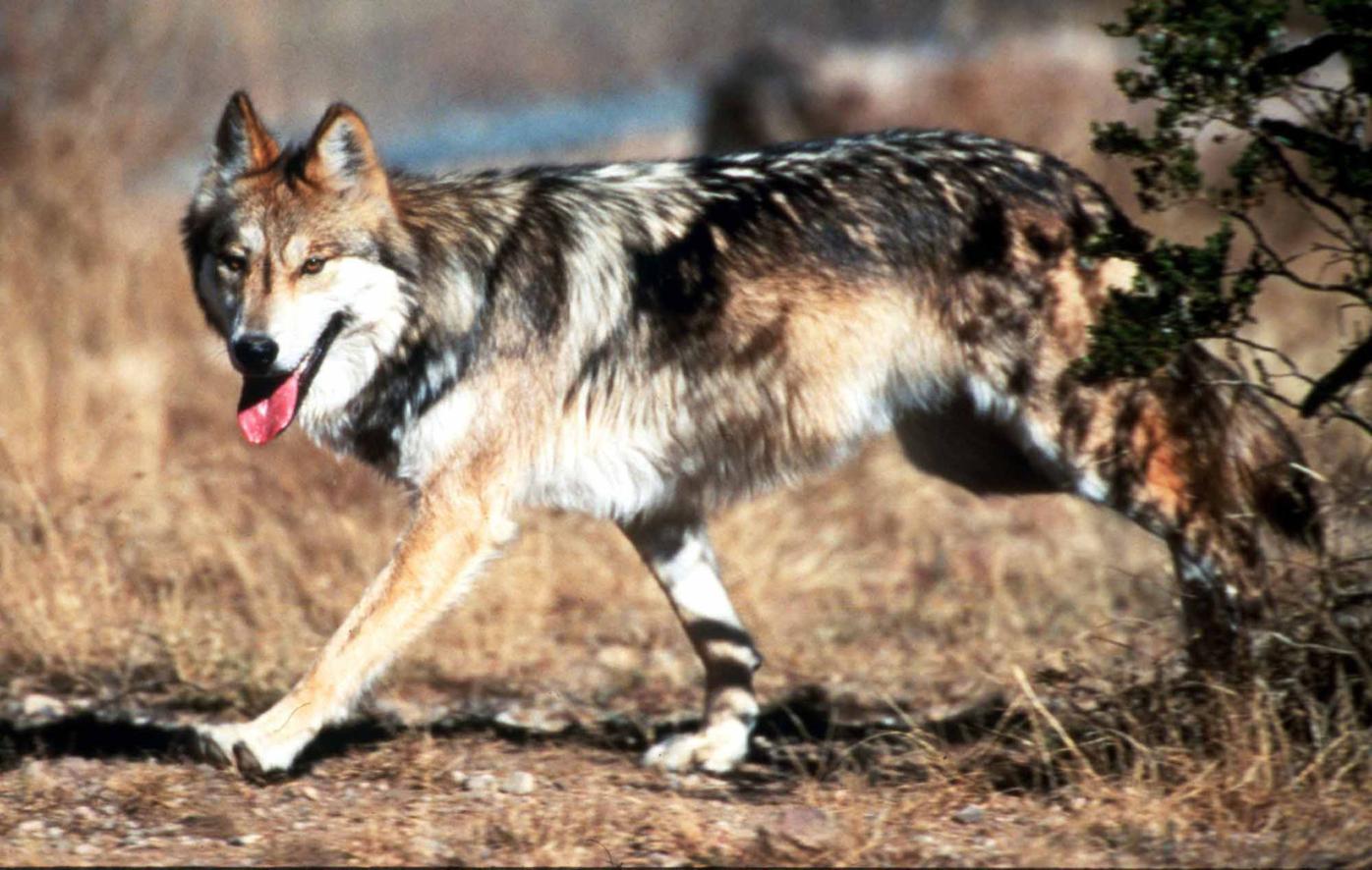 Colorado voters spoke, but ranchers remain wary of wolf reintroduction