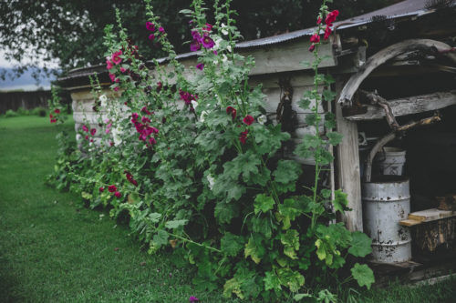4 upcoming Colorado Festivals: Hollyhocks, Prairie Music, Crested Butte and more