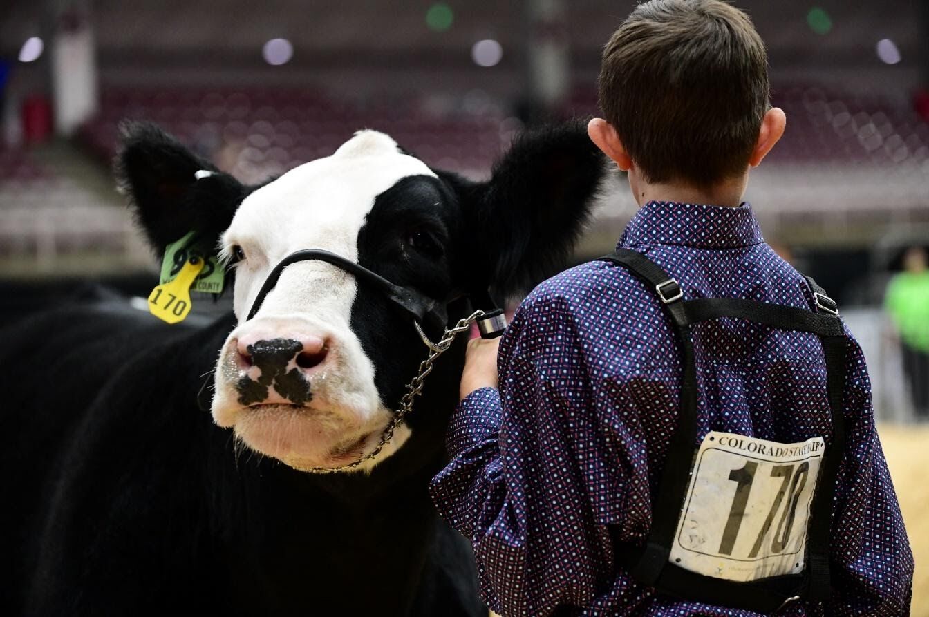State fair adds new contest: Colorado master showmanship competition