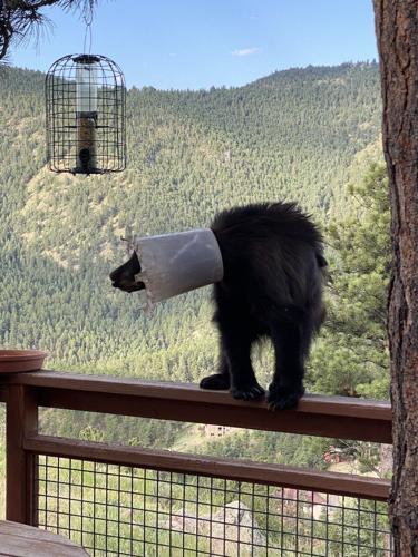 Wildlife officials looking for bear with a bucket on its head