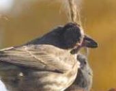 Colorado Parks and Wildlife monitoring birds for lethal “mysterious disease”