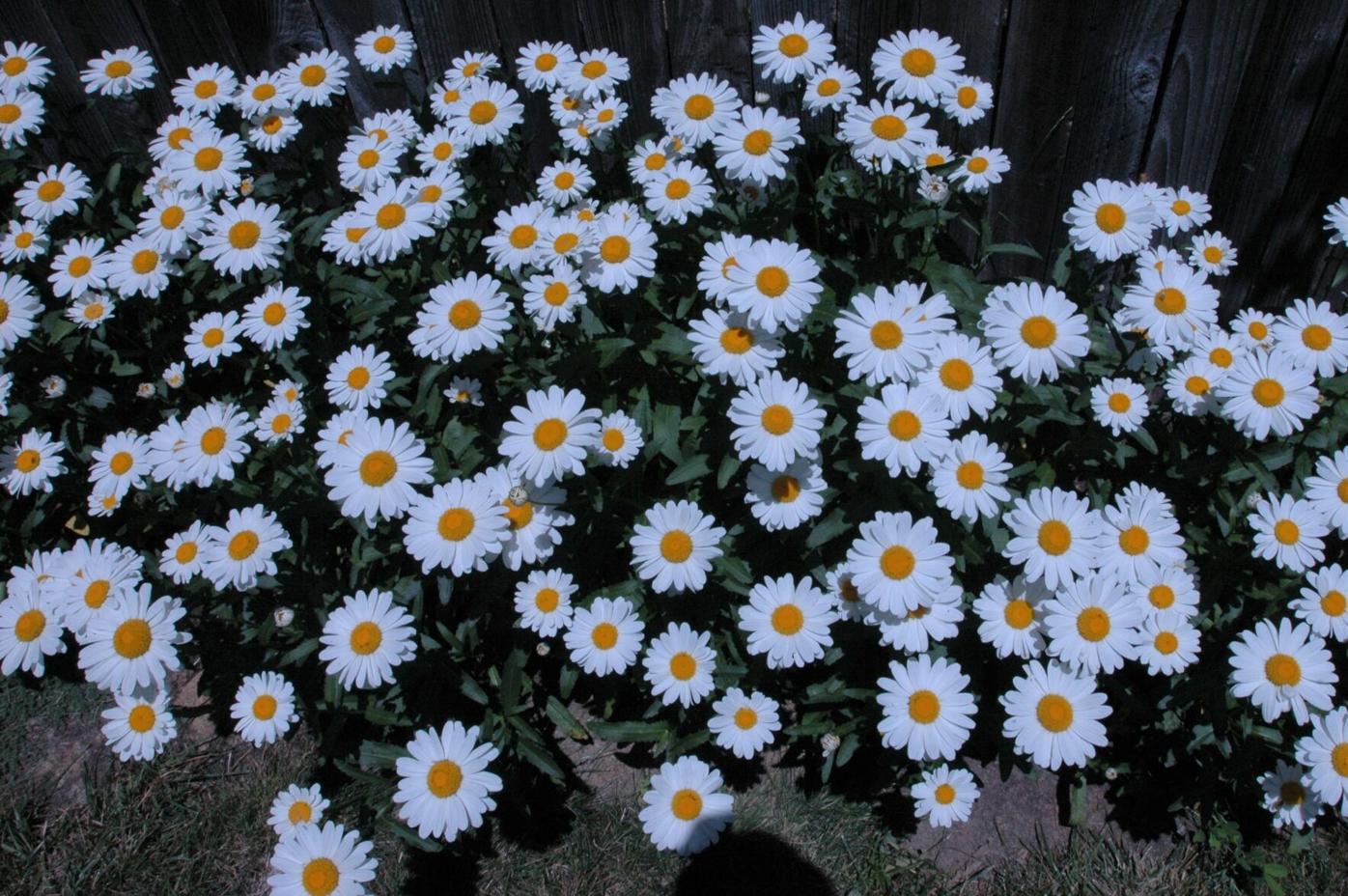 Year-Round Gardening: Should you opt for deadheading or reseeding?
