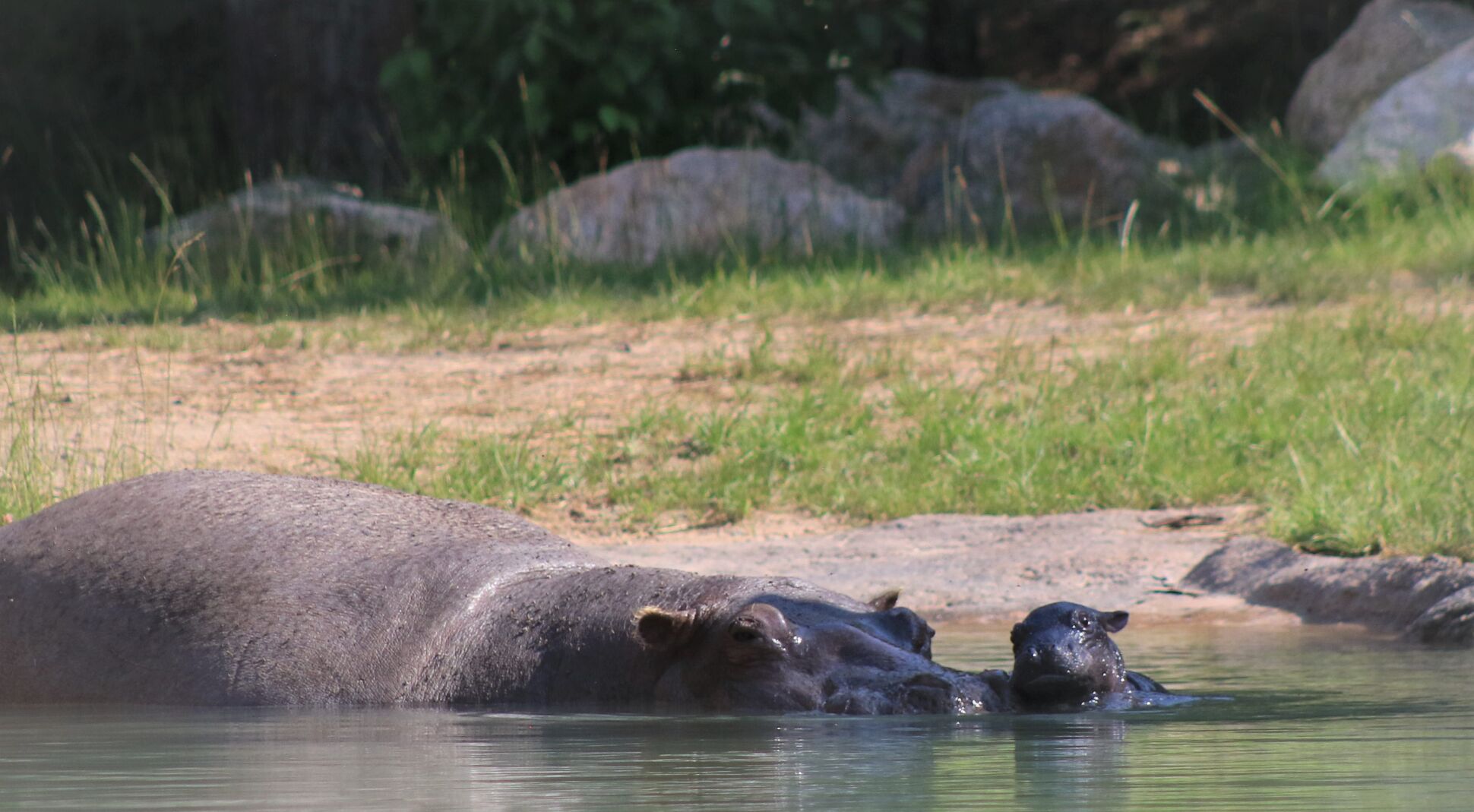 Cheyenne Mountain Zoo welcomes 80-pound bouncing baby hippopotamus