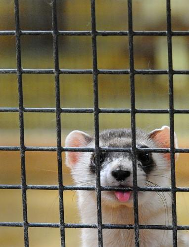 Cheyenne Mountain Zoo celebrates milestone in efforts to help at-risk species