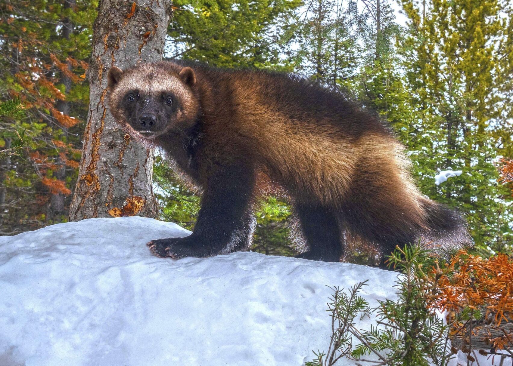 Gov. Jared Polis signs bills to reintroduce wolverines in Colorado, boost wildfire mitigation