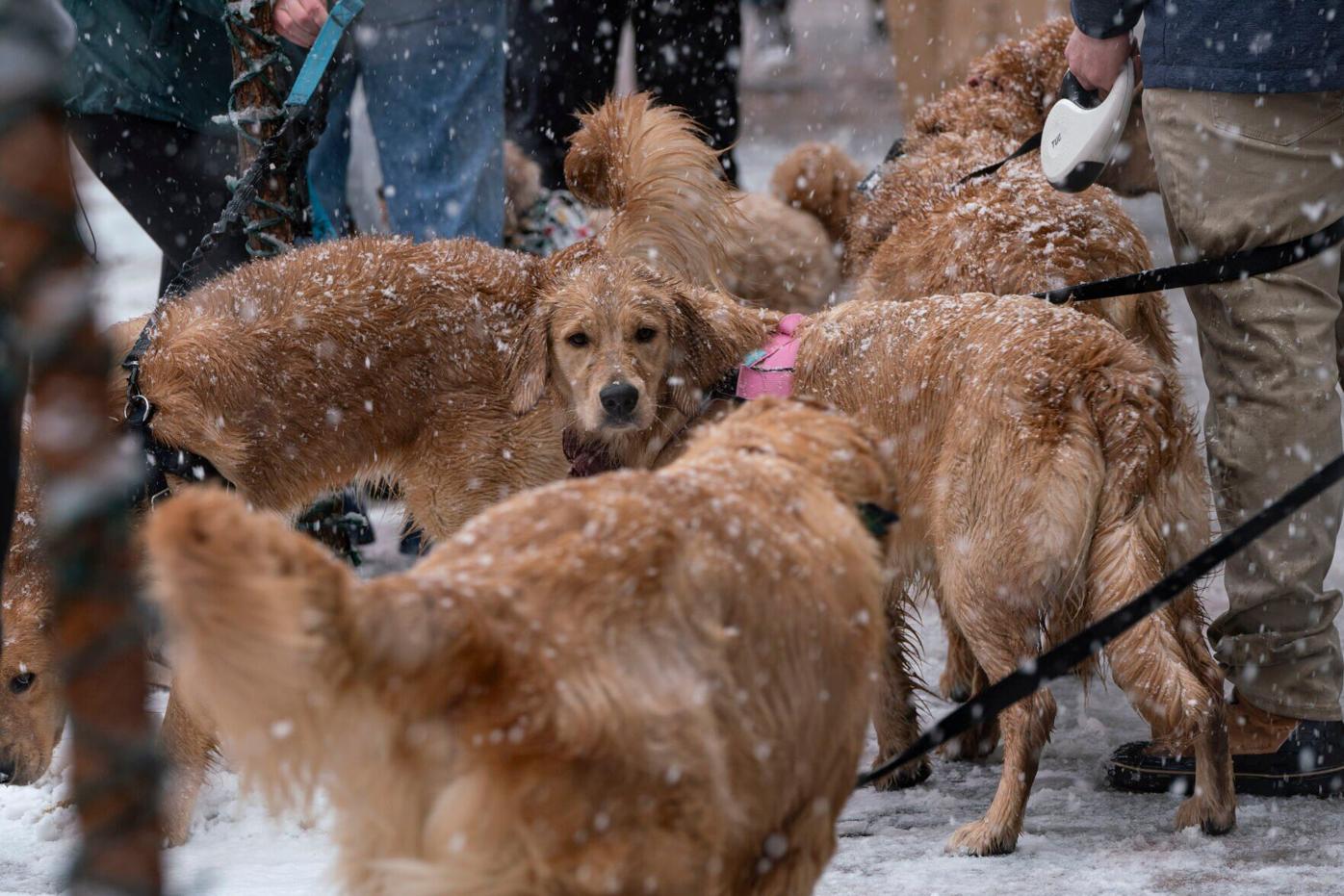 020324-Goldens in Golden-013.JPG