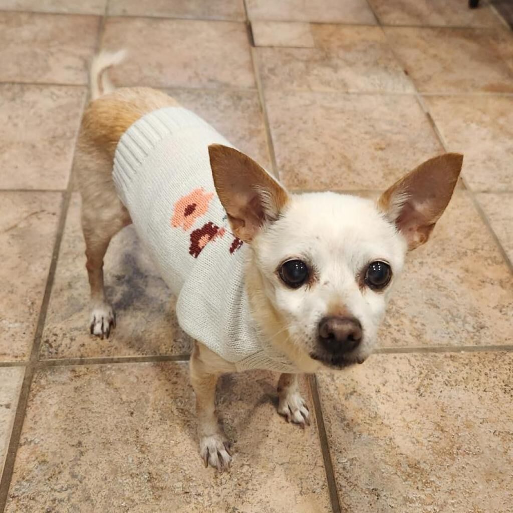 Pet of the Week for March 20