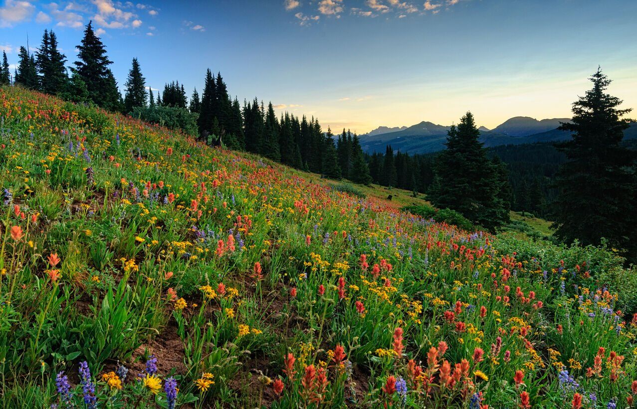 7 rare wildflowers waiting to be found around Colorado