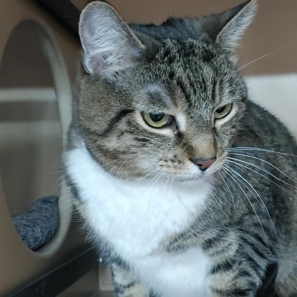 Pet of the Week for March 27