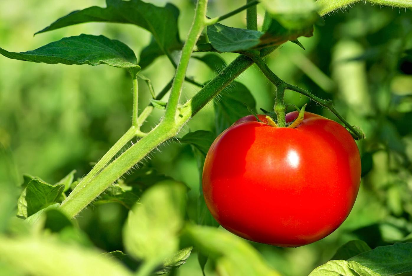 Lessons learned from 10 acres of tomatoes