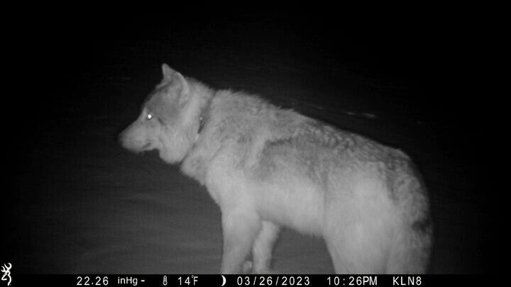Another calf killed by wolf; Colorado wildlife officials insist killings are not their fault; group says Democrats suppressed speech; lawmakers debate merchant codes for guns | WHAT YOU NEED TO KNOW