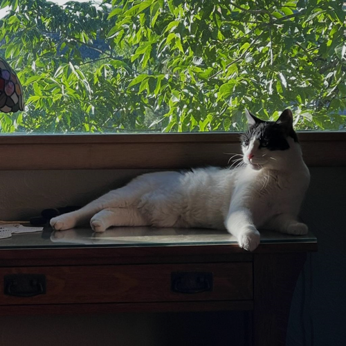 Pet of the Week for April 10