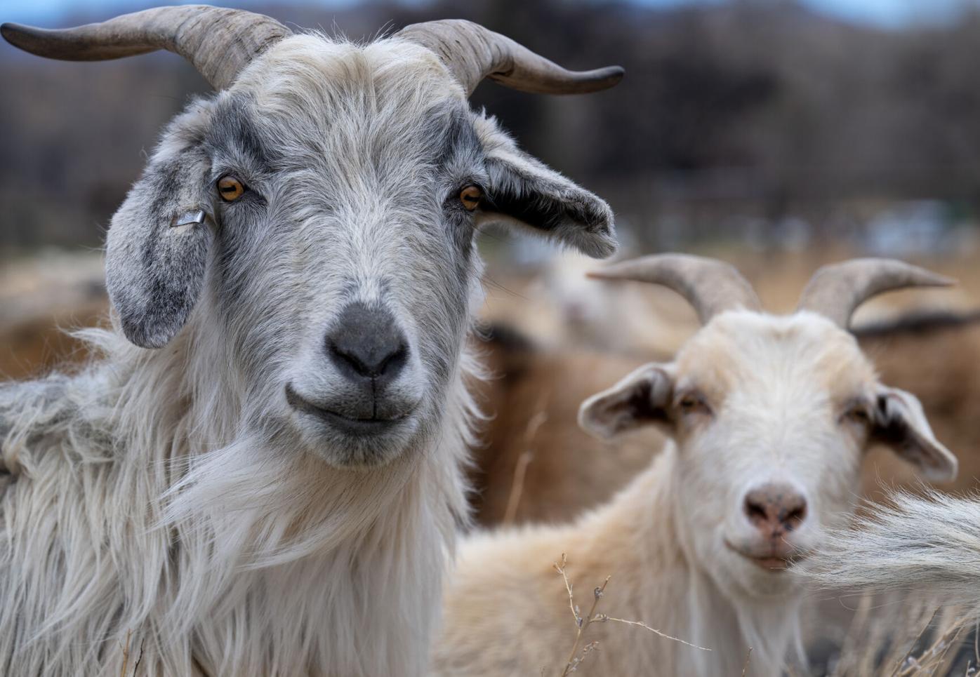 They’re baa-ck. Goats return to Bear Creek to eat weeds, help mitigate fires