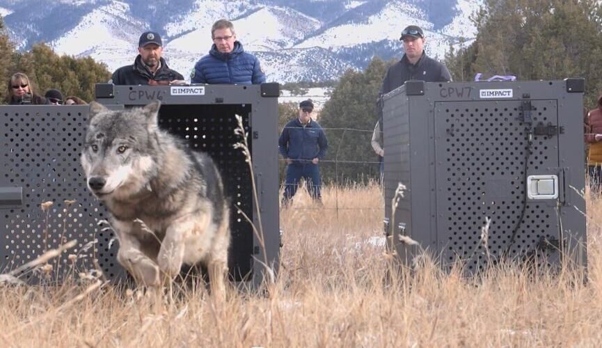 Colorado Parks and Wildlife: Another wolf found dead in Grand County