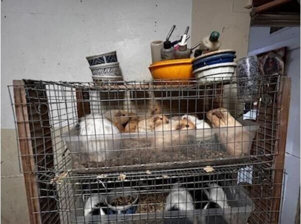 Northern Colorado rescue saves more than 500 guinea pigs from being fed to birds of prey