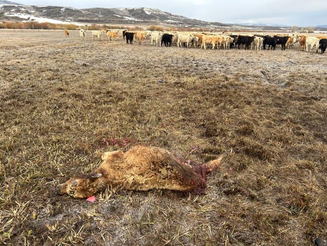 Following more attacks, ranchers ask Gov. Jared Polis to ‘lethally’ manage wolves; governor signs $24 million for increased immigrant student enrollment | WHAT YOU NEED TO KNOW