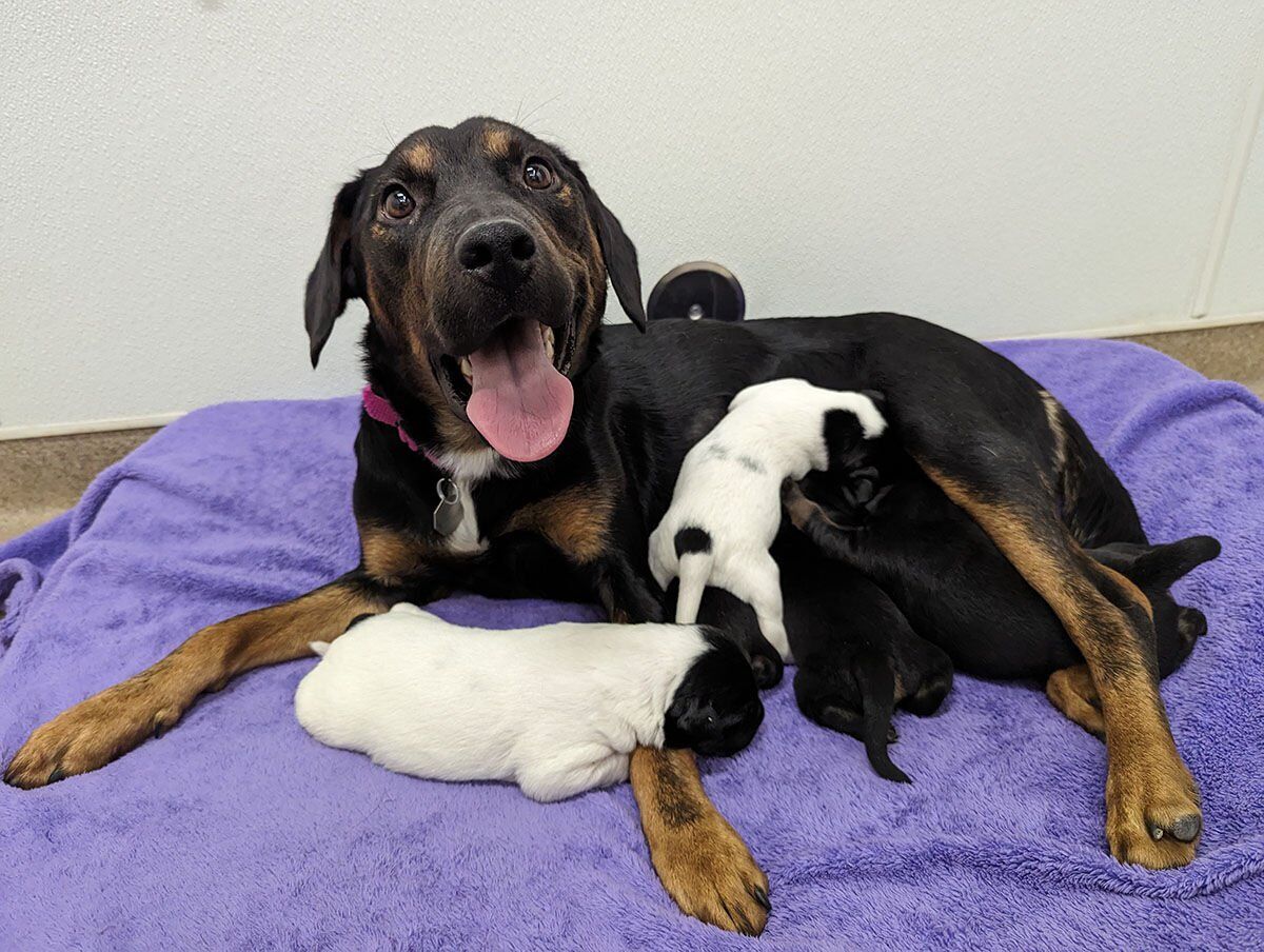 Aurora considers building new animal shelter