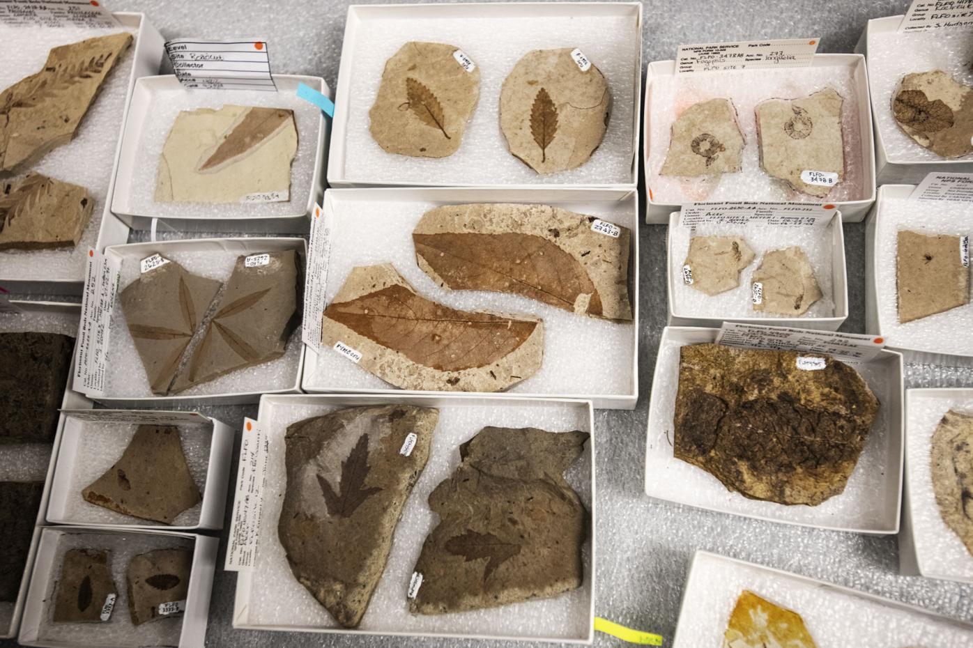 The story of Charlotte Hill, a Colorado homesteader who collected ‘staggering’ amount of fossil specimens