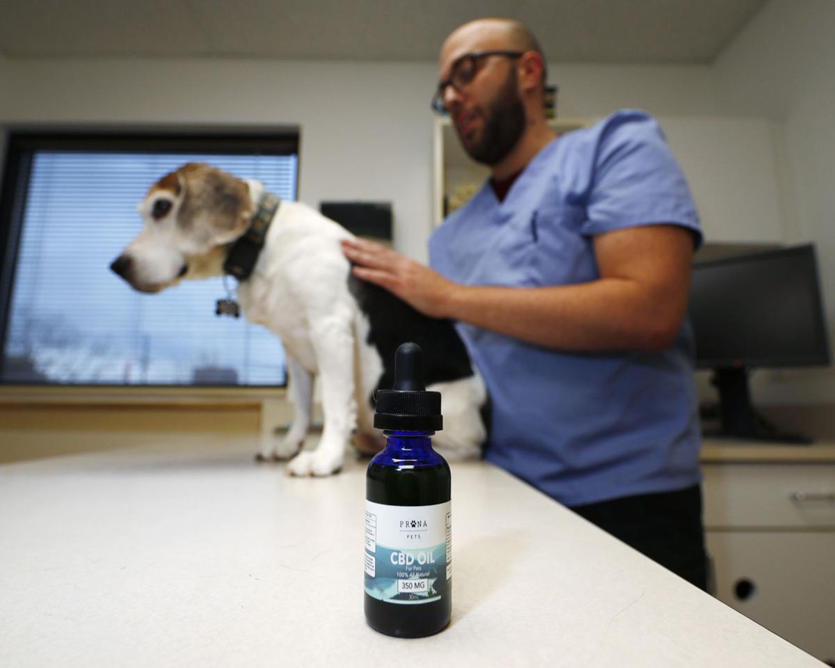 Major policy fight takes shape over delivery of veterinary care in Colorado