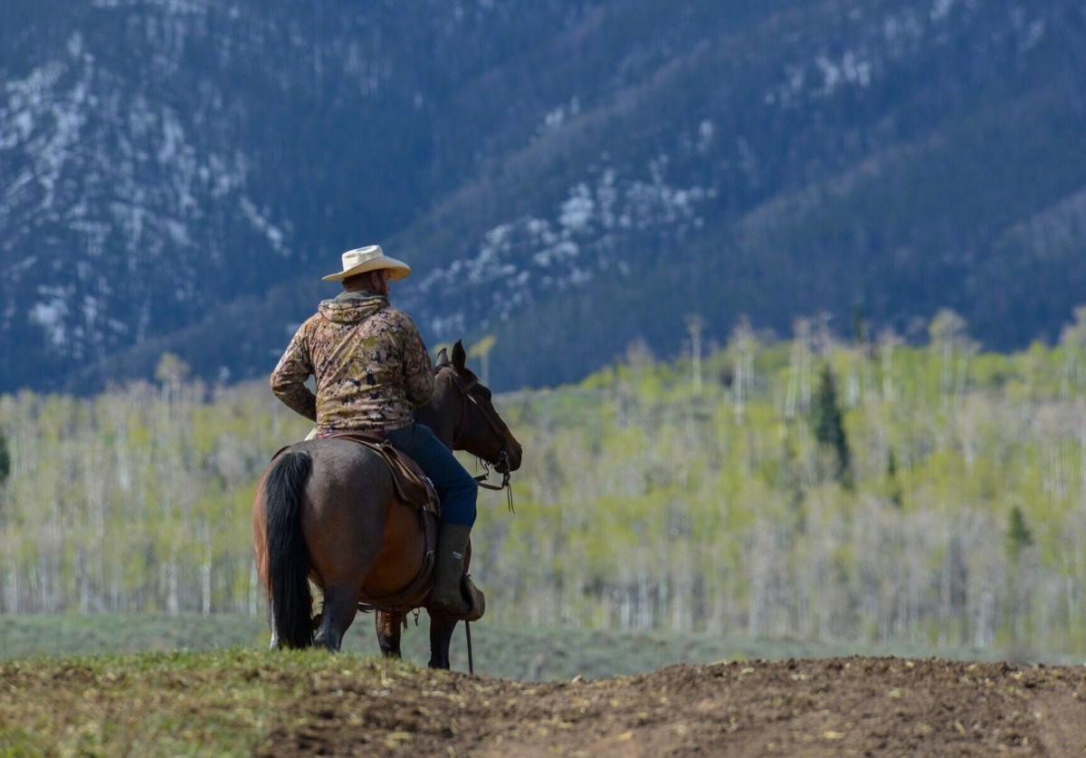 Dead cattle and high blood pressure: Wolf depredation takes toll on Colorado ranchers