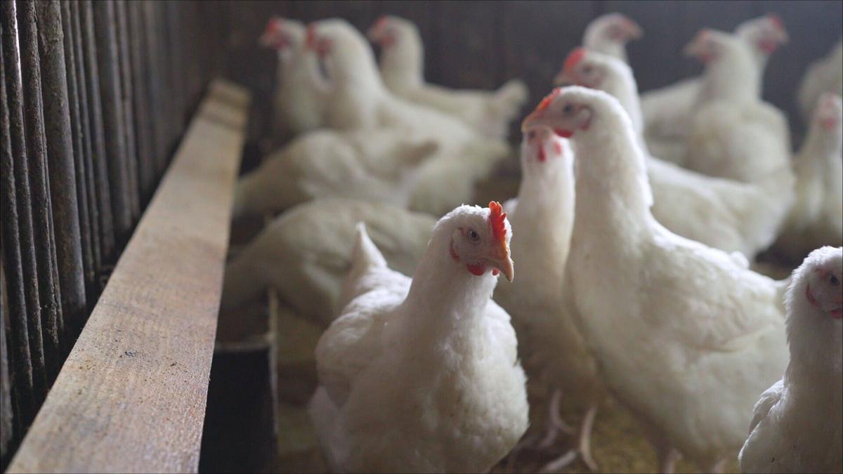 More than 100 poultry workers likely exposed to avian flu, Colorado health officials say