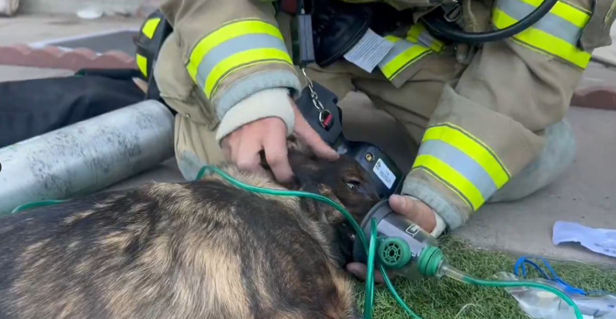 1 kitten dead, 6 dogs treated for smoke inhalation following structure fire in Colorado Springs