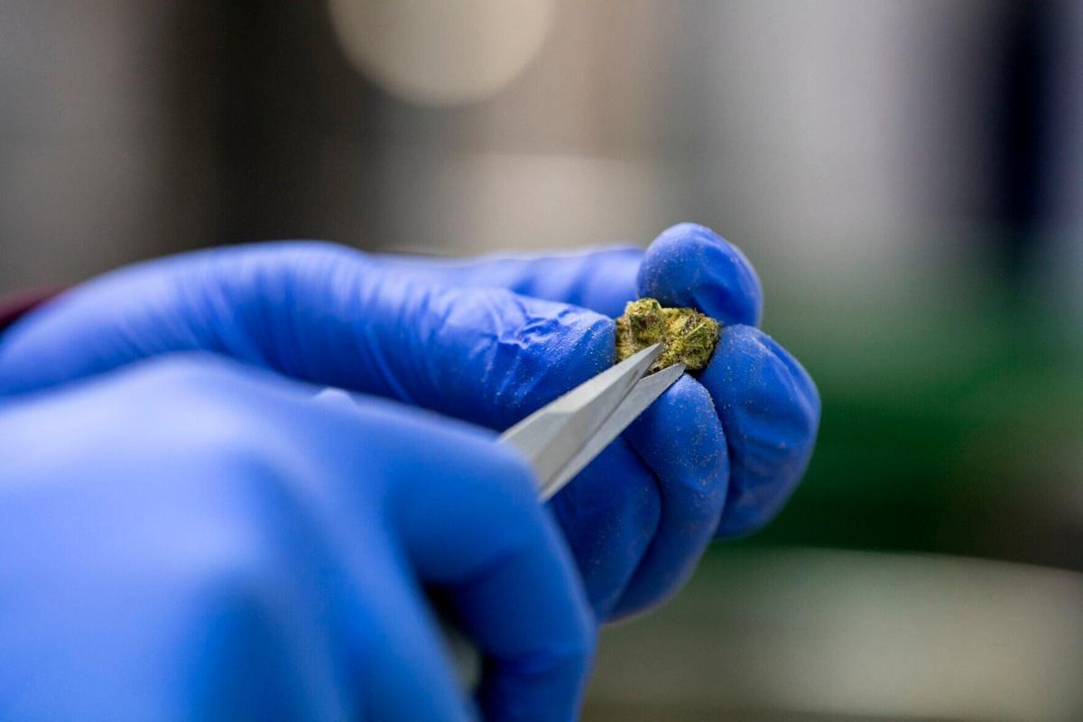 A Zipz employee trims a bud at the medical marijuana dispensary and grow operation in Colorado Springs.