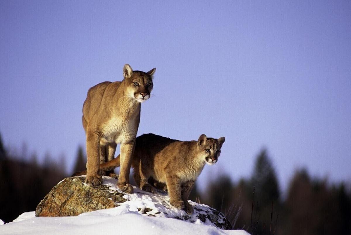 Colorado wildlife employees group issues resolution supporting science-based wildlife management