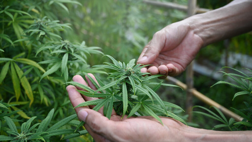 Mayor says zoning plan for recreational marijuana in Colorado Springs could take until 2025