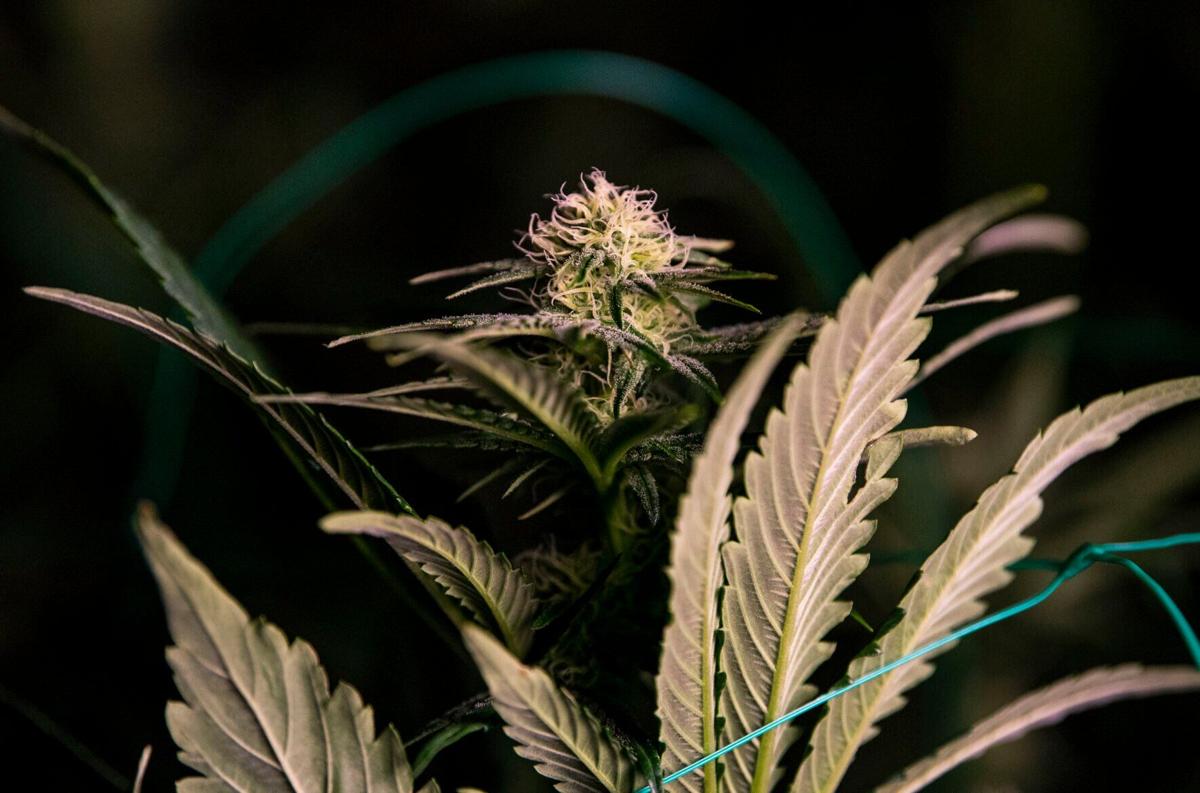 Colorado Springs voters split on recreational marijuana, early returns show
