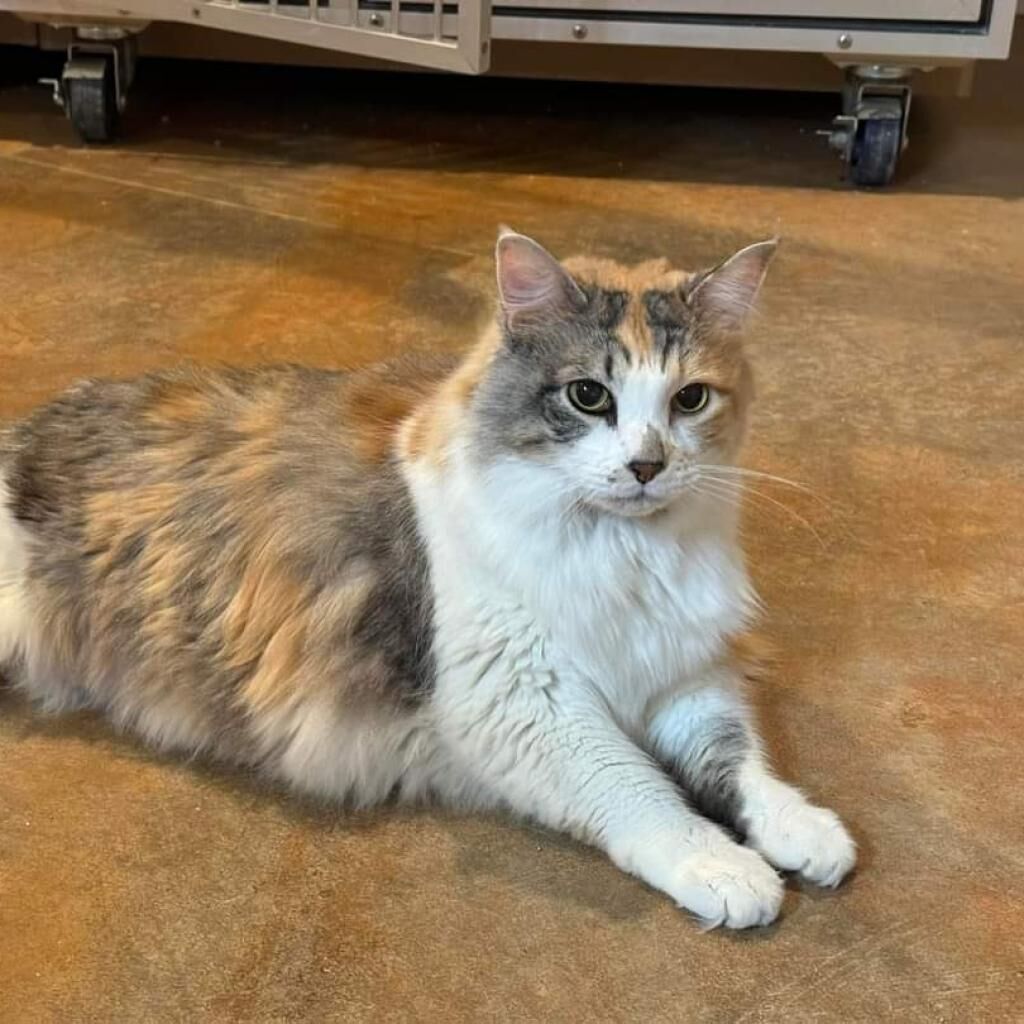 Pet of the Week for Nov. 27